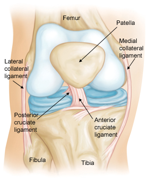 graphic drawing of the structures of the knee for the lachman test